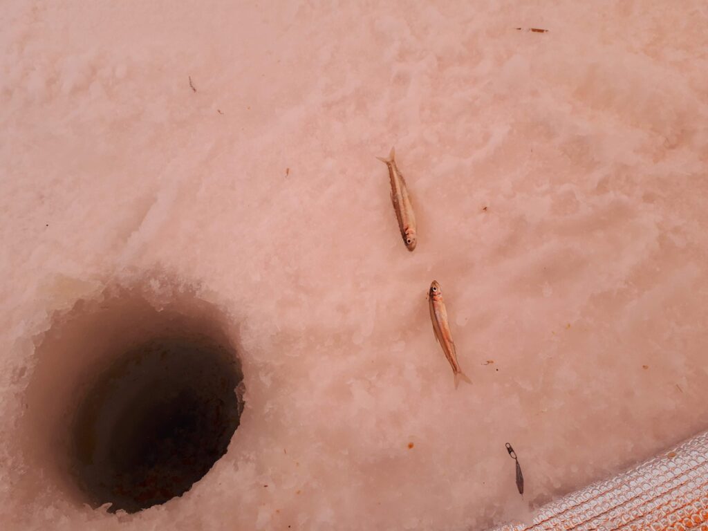 釣れたワカサギ