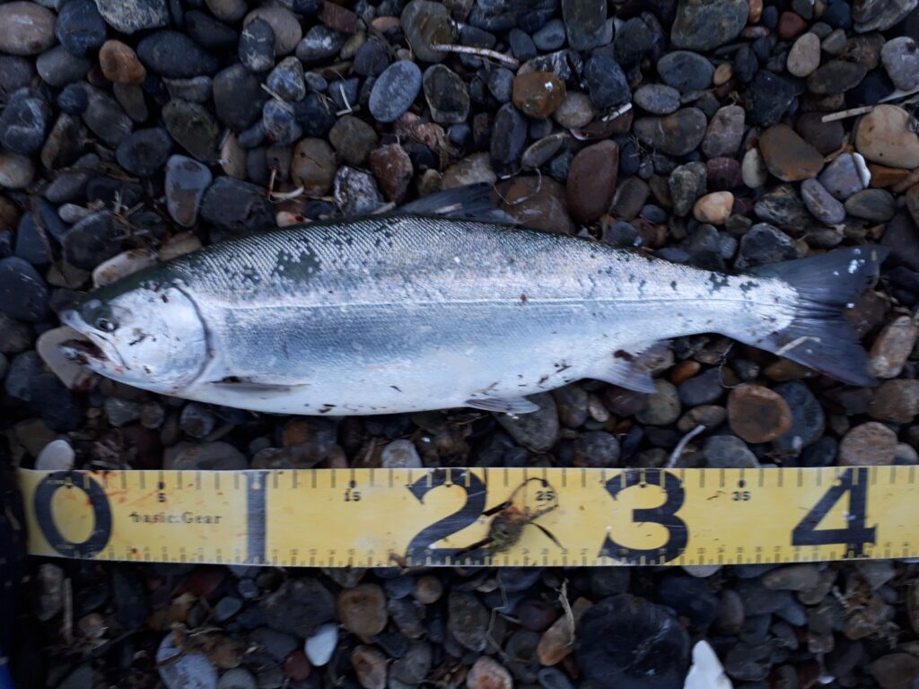 小型のサクラマス