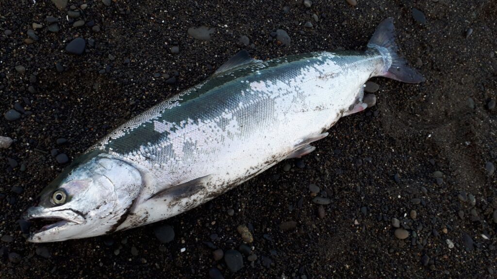 日本海のサクラマス