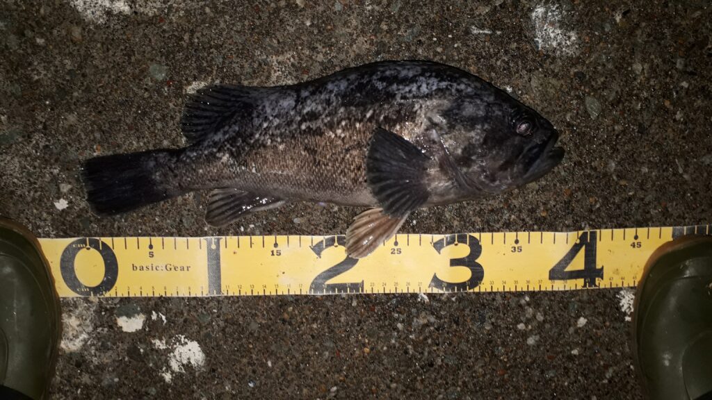 37センチのクロソイ