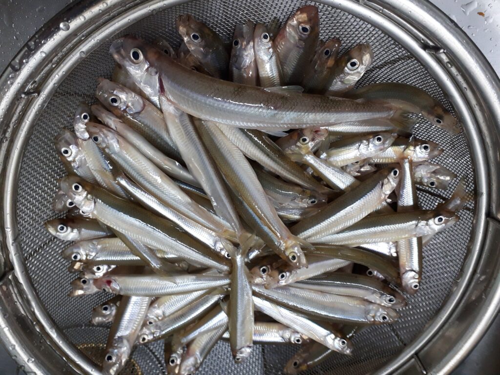 1束達成したワカサギ釣り