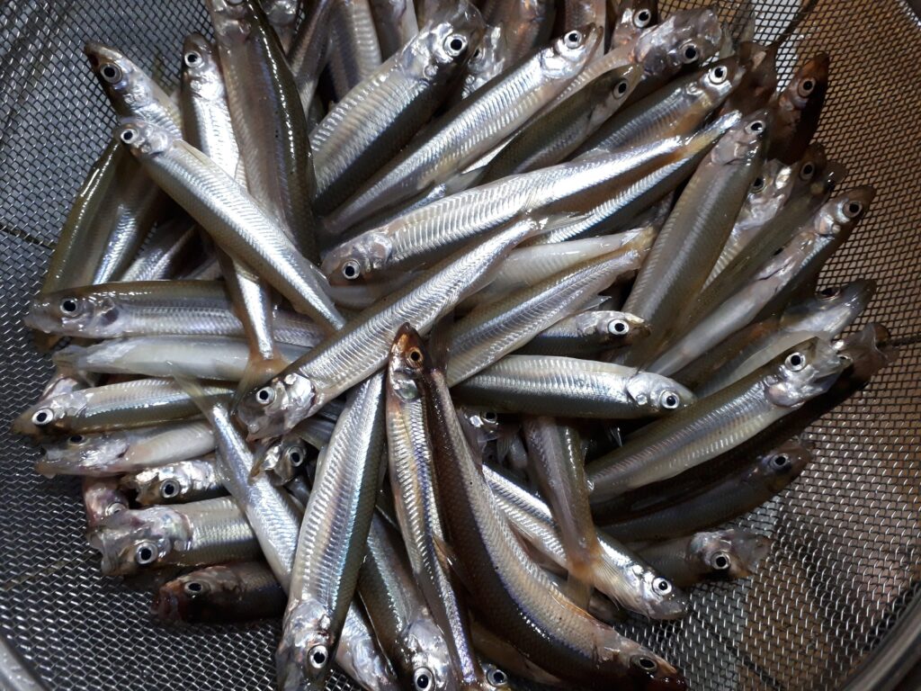 氷上ワカサギ釣りの釣果